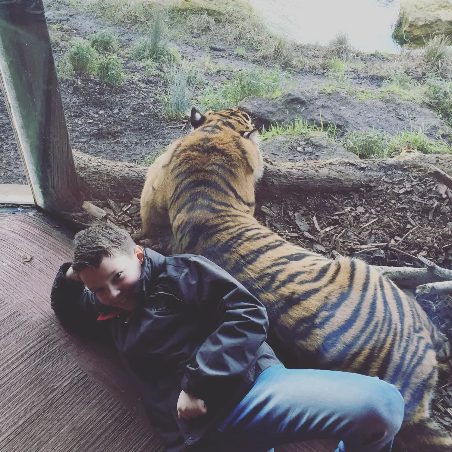 Young Cohen near a tiger in a supervised animal encounter